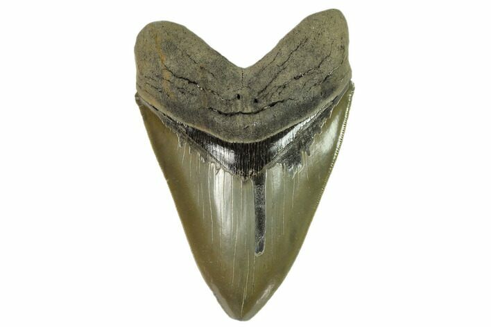 Serrated, Fossil Megalodon Tooth - South Carolina #124203